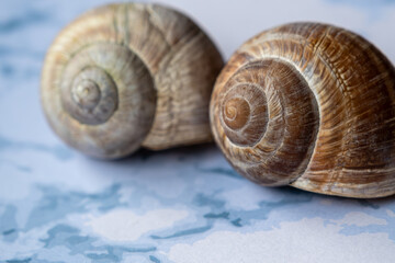Verlassene Schneckenhäuser von gestreiften Weinbergschnecken, Nahaufnahme
