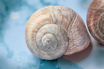 Verlassenes Schneckenhaus einer gestreiften Weinbergschnecke, Nahaufnahme
