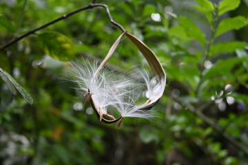 View of a feathery coral swirl seed cluster that is ready to be spread by wind