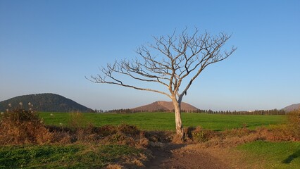 Fototapeta premium landscape with trees