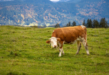 Allgäuer Braunvieh steht auf der Weide, im Hintergrund Bergelandschaft, Wald, Bäume 