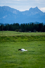 Storch auf grüner Wiese mit Bergen im Hintergrund