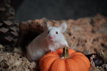 mouse with pumpkin pinecone Halloween autumn thanksgiving