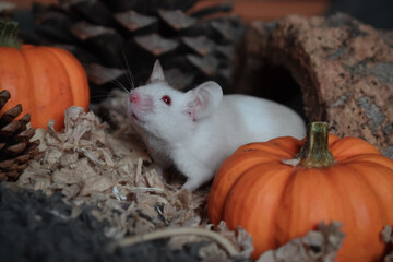 mouse with pumpkin pinecone Halloween autumn thanksgiving