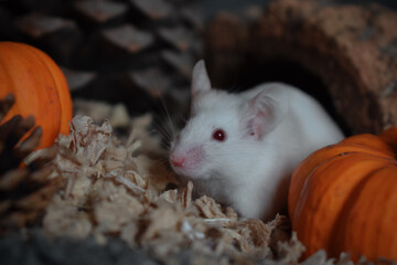 mouse with pumpkin pinecone Halloween autumn thanksgiving