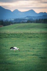 Fototapeta premium Storch auf grüner Wiese mit Bergen im Hintergrund 