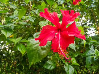 Red hibiscus flower blooms in garden 