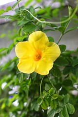 Blossoming Flowers in spring