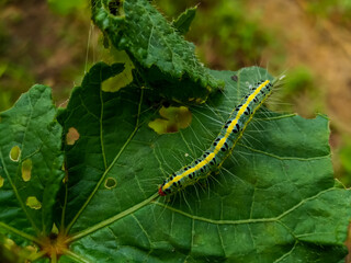 Light green hairy caterpillar with yellow line eating okra leaves in agriculture farm