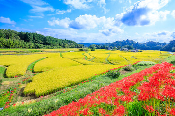 彼岸花と初秋の田染荘　大分県豊後高田市　Red spider lily and early autumn Tashibunosho. Ooita Pref, Bungotakada City.