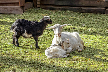 Obraz premium A white goat with baby goats