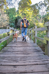 Caucasian Man walking in botanical gardens with a Jack Russell Terrier and Pitbull dogs, Cape Town,...