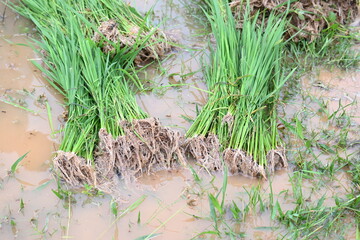 Rice nursery extirpate from bed.
Farmers collecting saplings of rice plants. preparing rice plants in planting season.  Rice or paddy farming in India. It is uprooted and planted at another place.