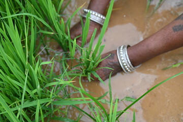 Rice nursery extirpate from bed.
Farmers collecting saplings of rice plants. preparing rice plants in planting season.  Rice or paddy farming in India. It is uprooted and planted at another place.