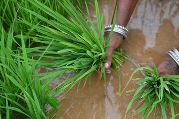 Rice nursery extirpate from bed.
Farmers collecting saplings of rice plants. preparing rice plants...