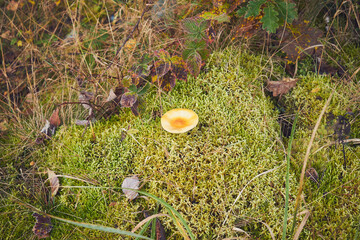 Muchomor czerwony, Amanita muscaria (L.) © Marcin Łazarczyk