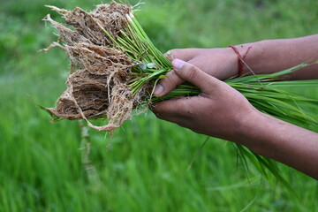 Rice nursery extirpate from bed.
Farmers collecting saplings of rice plants. preparing rice plants...
