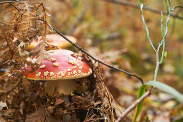 Muchomor czerwony, Amanita muscaria (L.) © Marcin Łazarczyk