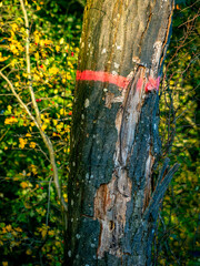 Zur Baumfällung markierter Baumstamm