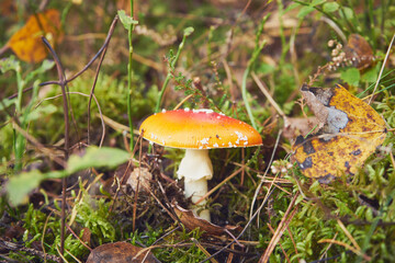 Muchomor czerwony, Amanita muscaria (L.)