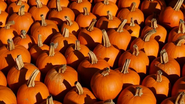 Unz&auml;hlige essbare Halloweenk&uuml;rbisse auf einem Haufen