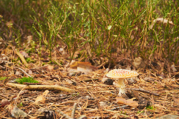 Muchomor czerwony, Amanita muscaria (L.)