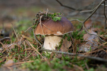 Photo hog mushroom in the natural environment. Forest, autumn, moss, edible boletus mushrooms 