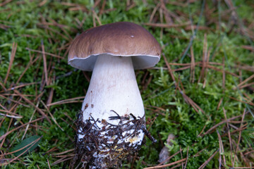 Photo hog mushroom in the natural environment. Forest, autumn, moss, edible boletus mushrooms 