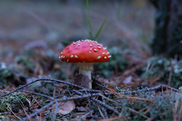 Fly mushroom in the natural environment. Forest, autumn, moss, poisonous mushrooms 