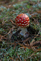 Fly mushroom in the natural environment. Forest, autumn, moss, poisonous mushrooms 