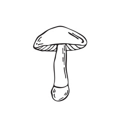 Hand drawn vector mushroom. Outline black vector forest element