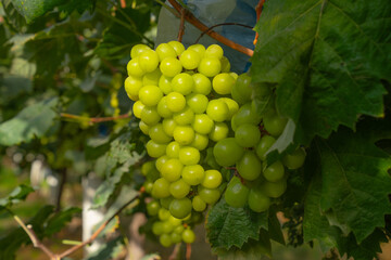 Green grapes in the vineyard