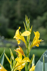 Close up of water canna (canna glauca) flowers in bloom