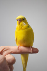 Yellow budgie budgerigar pet bird portrait with white background 