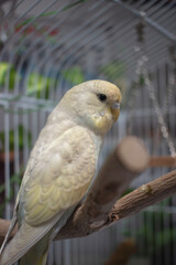 Blue and yellow baby budgie budgerigar pet bird 