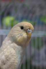 Blue and yellow baby budgie budgerigar pet bird 