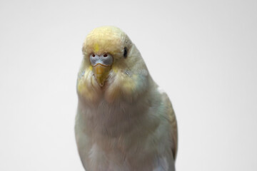 Blue and yellow baby budgie budgerigar pet bird with white background 