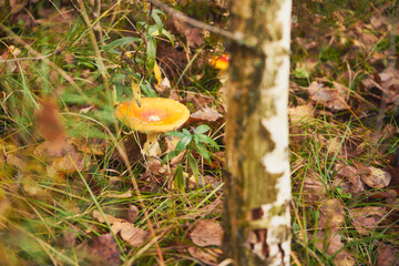 Muchomor czerwony, Amanita muscaria (L.)