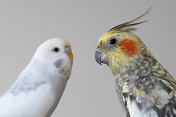 White budgie budgerigar and cockatiel pet birds portrait with white background 