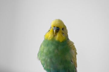 Green and yellow budgie budgerigar pet bird portrait with white background 