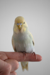 Blue and yellow baby budgie budgerigar pet bird with white background 