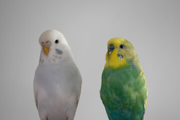 Green yellow white budgie couple pair budgerigar pet bird portrait with white background 