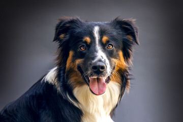 A female tricolor Mini Aussie dog in front of black studio background