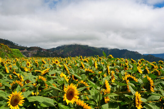 Flowers in the mountains of Benguet