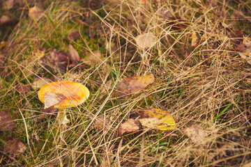 Muchomor czerwony, Amanita muscaria (L.)