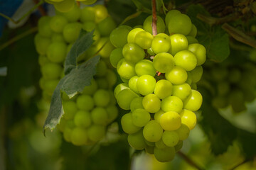 Green grapes in the vineyard