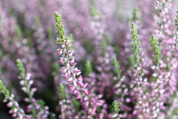  Close-Up of Heather Flowers in Soft Focus