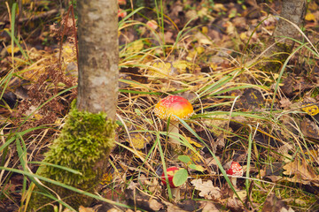 Muchomor czerwony, Amanita muscaria (L.)