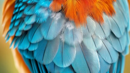 Obraz premium Close-up of Blue and Orange Bird Feathers