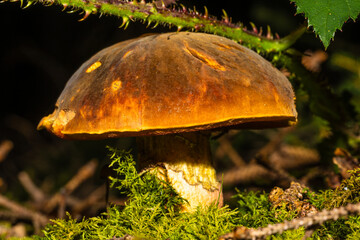 Waldpilz unter einer Dornenranke in frischem Moos